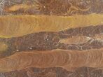 Polished Stromatolite (Jurusania) From Russia - Million Years #57549-1